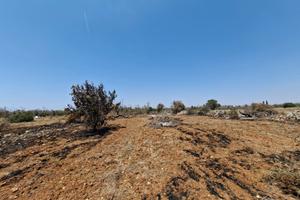 TERRENO su PRESICCE LIDO MARINI con 2 casali