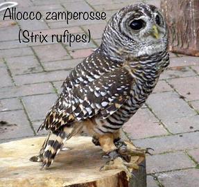 Allocchi e rapaci notturni con cites