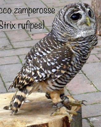 Allocchi e rapaci notturni con cites