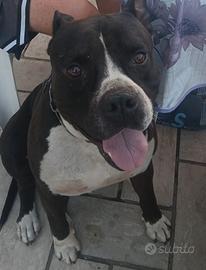 AMSTAFF PURO disponibile per monta 