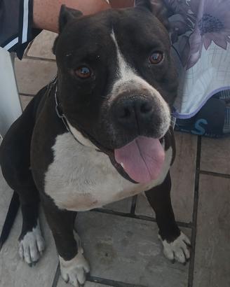 AMSTAFF PURO disponibile per monta 