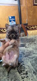 Chihuahua Maschio e femmine