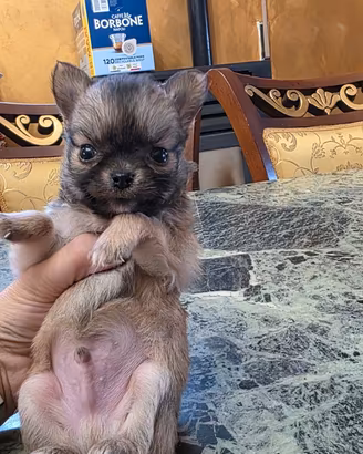 Chihuahua Maschio e femmine