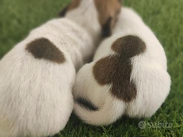 Cuccioli di Jack Russell 