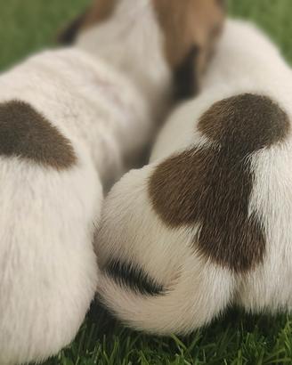 Cuccioli di Jack Russell 