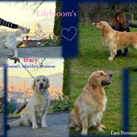 Cuccioli Golden Retriever