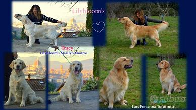 Cuccioli Golden Retriever