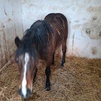 Puledra tpr per percheron