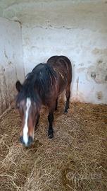 Puledra tpr per percheron