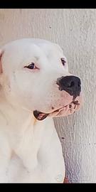 Cane da guardia