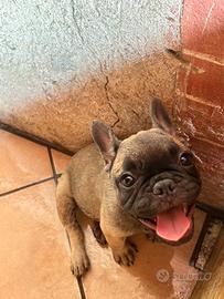 Cucciola di bulldog francese