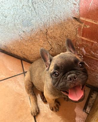 Cucciola di bulldog francese