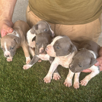 N pittbull amstaff american Staffordshire terrier