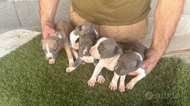 N pittbull amstaff american Staffordshire terrier