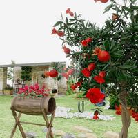 RUSTICO A QUARTU SANT'ELENA