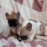 Cuccioli bulldog francese femmine