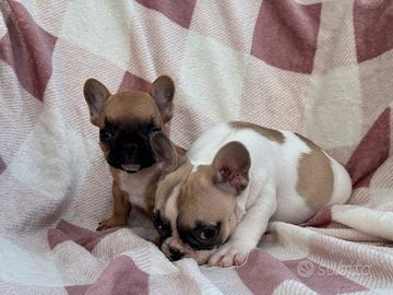 Cuccioli bulldog francese femmine