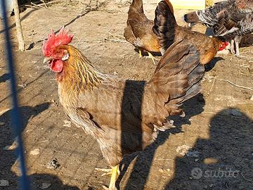 Livornese collo oro di 15 giorni