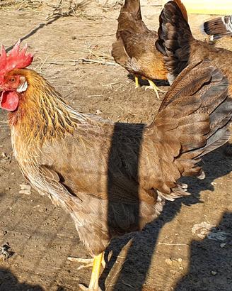 Livornese collo oro di 15 giorni