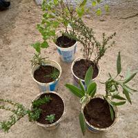 Piante Aromatiche Set di 5