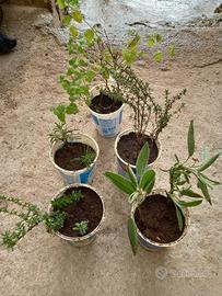 Piante Aromatiche Set di 5