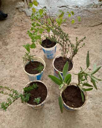Piante Aromatiche Set di 5