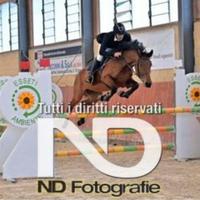 Cavalla Italiana Salto Ostacoli