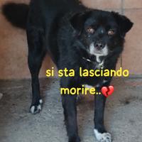 Rudy 10 anni taglia media