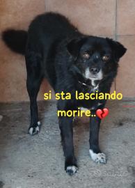 Rudy 10 anni taglia media