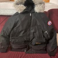 Canada goose