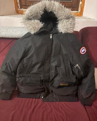 Canada goose