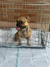 Bulldog francese