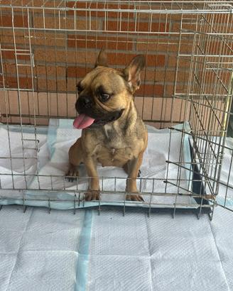Bulldog francese