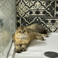 Scottish Fold maschio per monta