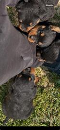 Cuccioli rottweiler