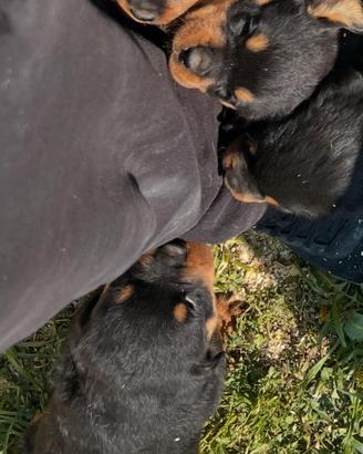 Cuccioli rottweiler