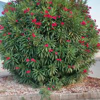 Pianta di oleandro rosso in vaso 7x7