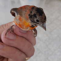 Uccelli del venezuela