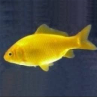 Pesce canarino