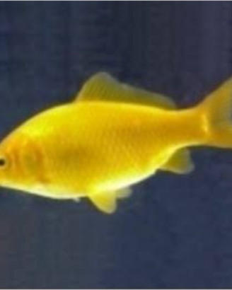 Pesce canarino