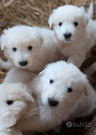 Cuccioli pastore maremmano abruzzese