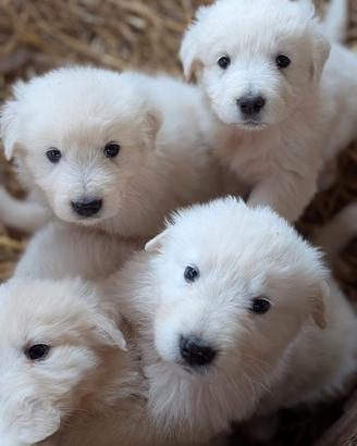Cuccioli pastore maremmano abruzzese