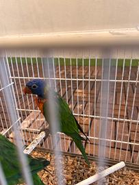 Pappagallo