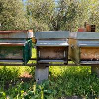 Arnie con o senza melario o sciami naturali