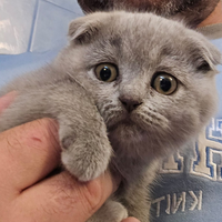 Scottish Fold