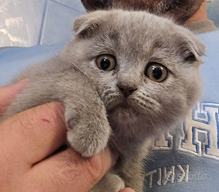 Scottish Fold