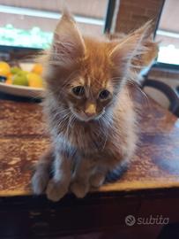 Cuccioli Maine Coon