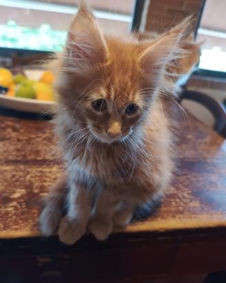 Cuccioli Maine Coon