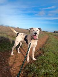 Simil dalmata di un anno in canile