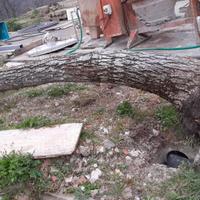 tronchi noce